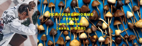 PSILOCYBIN Краснослободск